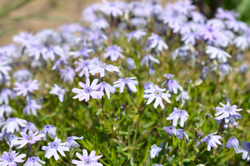 Creeping Phlox Fabulous Blue Violet
