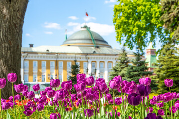 Tulips against the background of the Senate Palace in the Moscow Kremlin, Russia. Administration of the President of Russia