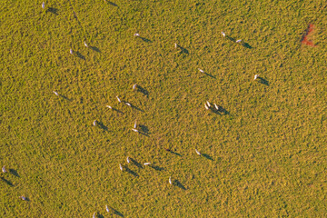 Top view of herd nelore cattel on green pasture in Brazil.