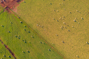 Top view of herd nelore cattel on green pasture in Brazil.