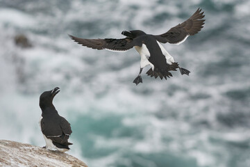 Razorbill (Alca torda) coming in to land on the coast of Great Saltee Island off the coast of Ireland.
