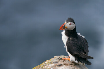 Atlantic puffin (Fratercula arctica) amongst spring flowers on a cliff on Great Saltee Island off the coast of Ireland.