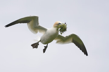 Gannet (Morus bassanus) carrying nesting material returning to the breeding colony on Great Saltee...
