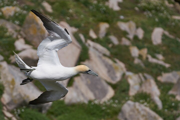 Gannet (Morus bassanus) coming in to land at a gannet colony on Great Saltee Island off the coast of Ireland.