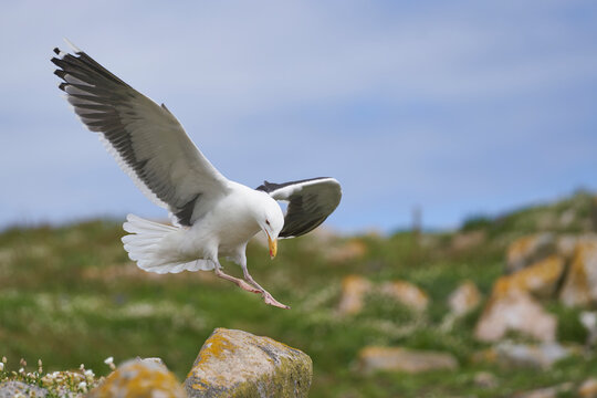 Great Black-backed Gull (Larus marinus) nesting on Great Saltee Island off the coast of Ireland.