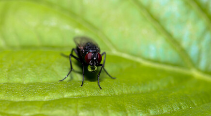 fly on leaf