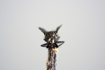 meadow with many insects 