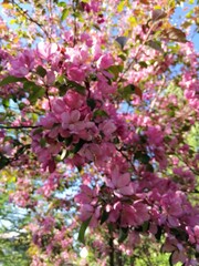pink decorative  tree with bright purple petals.Blooming Malus niedzwetzkyana. The Paradise tree or the Nedzvetsky Apple Tree. Spring Sunny Garden