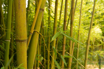Fototapeta na wymiar Bambou bamboo nature flower landscape paysage Forêt forest 