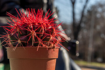 Red Cactus. Echinocactus grusonii with red spines in pot. Close up. 
