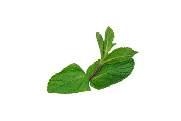 Obraz premium Fresh mint leaves isolated on white background.