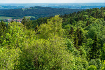 green forest in the mountains