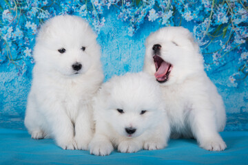 Three White fluffy small Samoyed puppies dogs are sitting on blue background with blue flowers