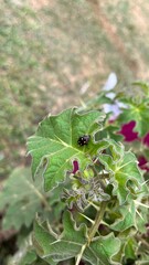 Southern green stink pod sucking bug on a tropical soda apple leave
