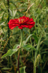 Bright red flower in the green grass in the garden. Zinnia in the garden