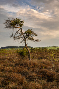 Moor-Kiefer im Schwarzen Moor/Rh&ouml;n