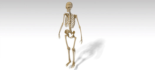 human skeleton horror 3D render