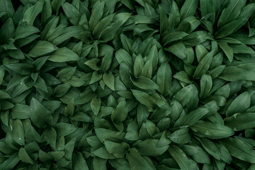 Fototapeta na wymiar super green wild garlic leaves 