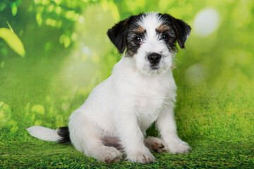 Fototapeta premium Jack Russell Terrier puppy broken-coated dog on a green background
