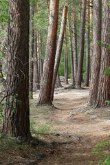 path in the forest