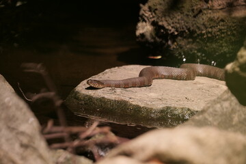The common watersnake (Nerodia sipedon) is a large snake that lives near the rivers, lakes and swamps of North America. Wilmington (Delaware, USA).
