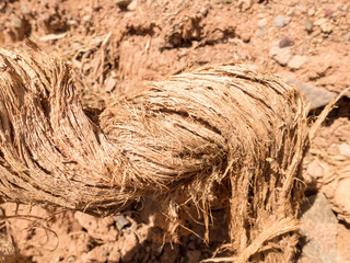Dry root of a tree in the desert. Clay arid landscape