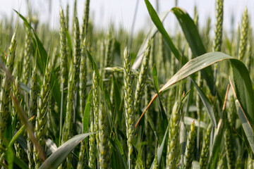wheat field, beautiful landscape, green grass and blue sky with clouds, natural product