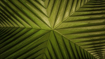 Naklejka na ściany i meble palm leaf texture