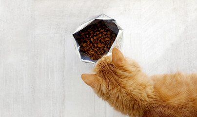 Ginger cat and cat food in big pack indoors, copy space