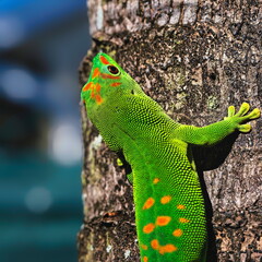gecko