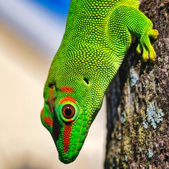 gecko