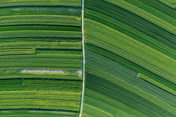 Green rapeseed cultivation aerial landscape, faded colza flowers, agriculture theme
