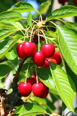 Obraz premium Vignola cherries, fresh ripe fruit still to be picked on the tree, a typical Italian product