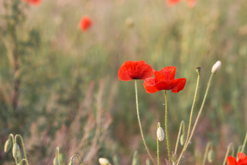 Naklejka premium Beautiful field of wild red poppies in the sunset time. Close-up of open bud of red poppy flower.