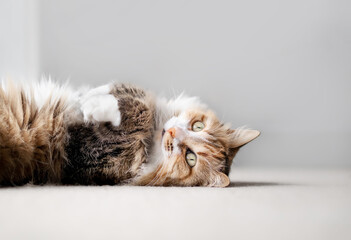 Fluffy cat lying on back with paws up on carpet in living room, close up. Totally relaxed and happy indoor cat with paws in the air. Long hair female cat. Torbie or calico cat. Selective focus. - obrazy, fototapety, plakaty