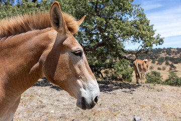 Mule on Ranch in California