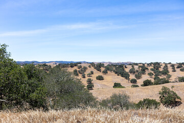 Fototapeta premium Rolling golden hills dotted with coast live oaks under a clear summer sky in Santa Barbara County, California — a classic Central Coast landscape.