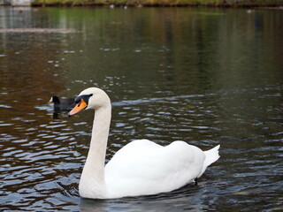 Swans on the palace ponds in the park of the Gatchina Museum-Reserve. Gatchina, Russia.