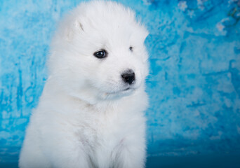 Obraz na płótnie Canvas White fluffy small Samoyed puppy dog is sitting on blue background with blue flowers