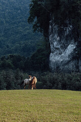 Dong Lam meadow of Vietnam