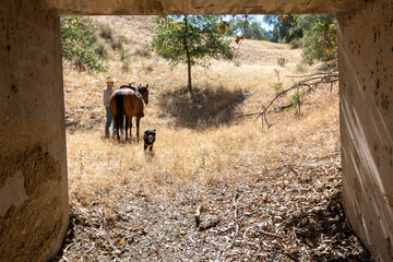 A Cowboy and His Dog Under a Bridge