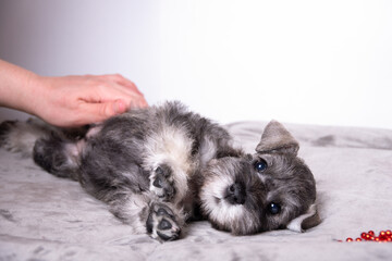 Hand stroking a small beautiful bearded miniature schnauzer puppy lying on the bed. Pet care