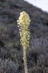 Beautiful Flower in Los Olivos, Yucca Plant