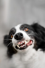 border collie funny portrait on a light background angry dog