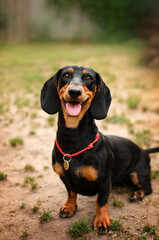 dachshund dog funny photo walking lovely portrait