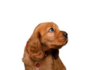 english cocker spaniel puppy cute photo on white background
