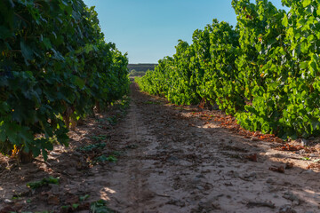 I walk among the vines very close to the grape harvest, under a beautiful blue sky.