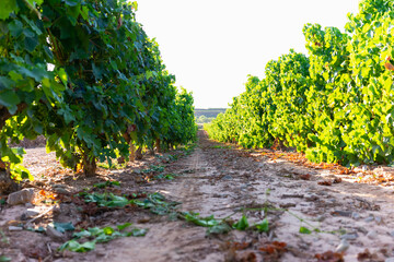 Vines ready for harvest, green and full of grapes.