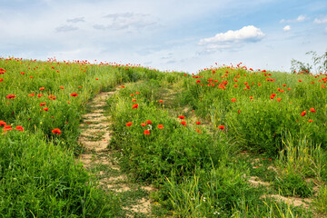 Dirt road and field of blooming poppies