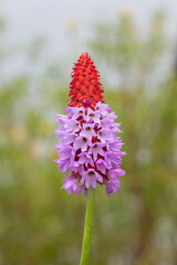 Vial's primrose (Primula vialii) orchid primrose